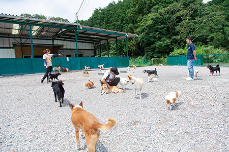 犬たちはのどかな環境で仲良く暮らしている